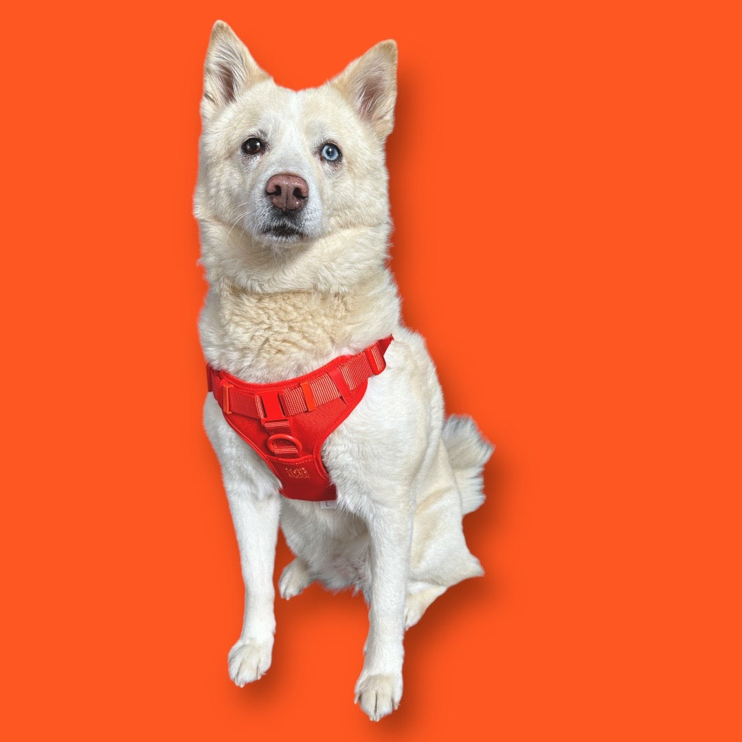 Step In Dog Harness - Southlake Paws