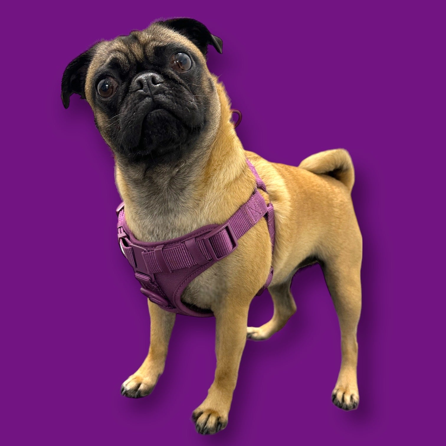 Step In Dog Harness - Southlake Paws