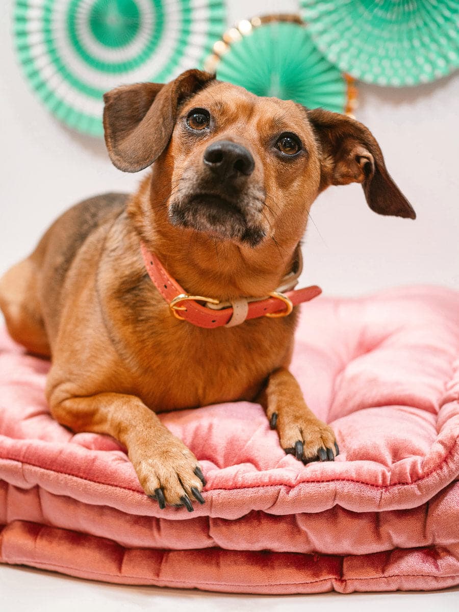 Lola Dog Collar