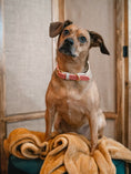 Load image into Gallery viewer, Lola Dog Collar
