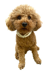 Ivory Pearl Dog Necklace with Rhinestone Heart 