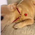 Load image into Gallery viewer, My Sweet Petite – Luxury Velvet Rope Dog Collar Necklace 
