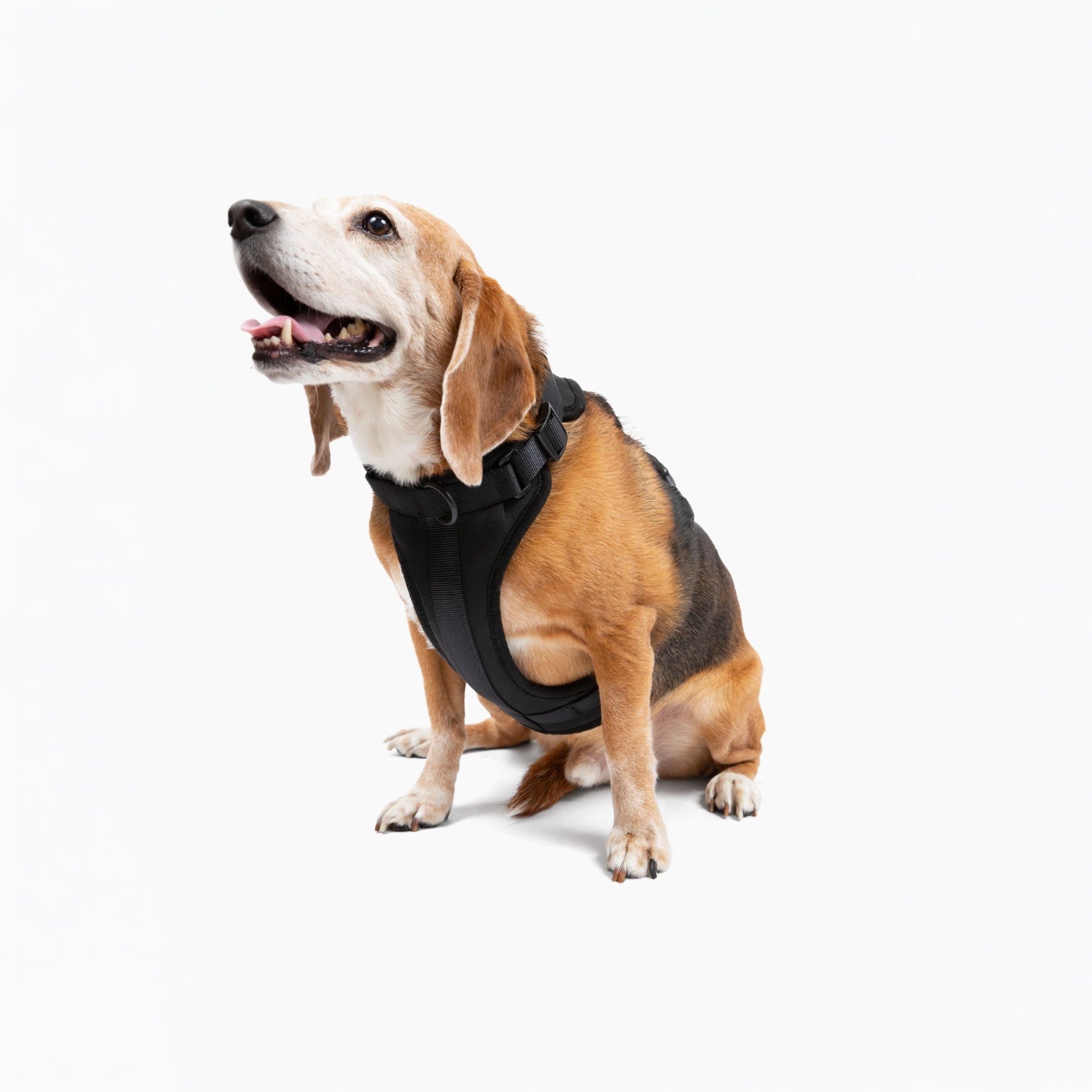 Harness - Southlake Paws