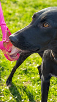 Load image into Gallery viewer, eStick Hand-Held Dog Enrichment Toy - Interactive Lick Stick | USA Made
