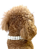 Load image into Gallery viewer, Sparkle & Pearl Dog Collar, Ivory 
