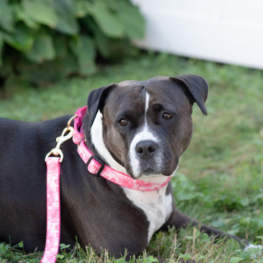 Pink Camo Martingale