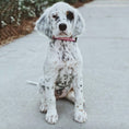 Load image into Gallery viewer, Pink Crush Dog Collar
