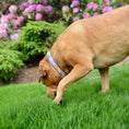 Load image into Gallery viewer, Pink Madras Dog Collar
