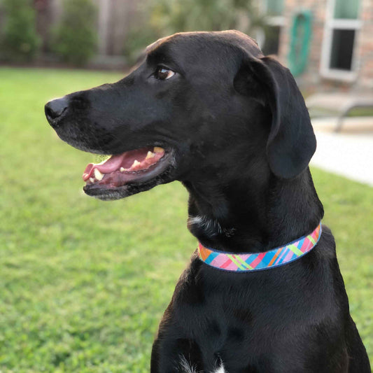 Up Country Pink Madras Cast Brass Dog Collar
