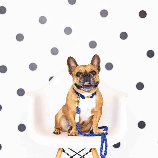 Tatum Rope Dog Leash