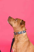 Load image into Gallery viewer, Riley Dog Collar

