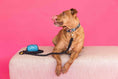 Load image into Gallery viewer, Stella Rope Dog Leash
