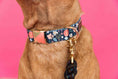 Load image into Gallery viewer, Riley Dog Collar
