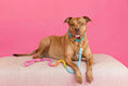 Load image into Gallery viewer, Marley Rope Dog Leash
