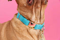 Load image into Gallery viewer, Hayden Dog Collar
