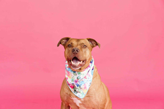 Delilah Dog Bandana