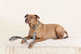 Load image into Gallery viewer, Beckett Dog Leash
