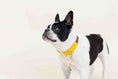 Load image into Gallery viewer, Nova Dog Collar
