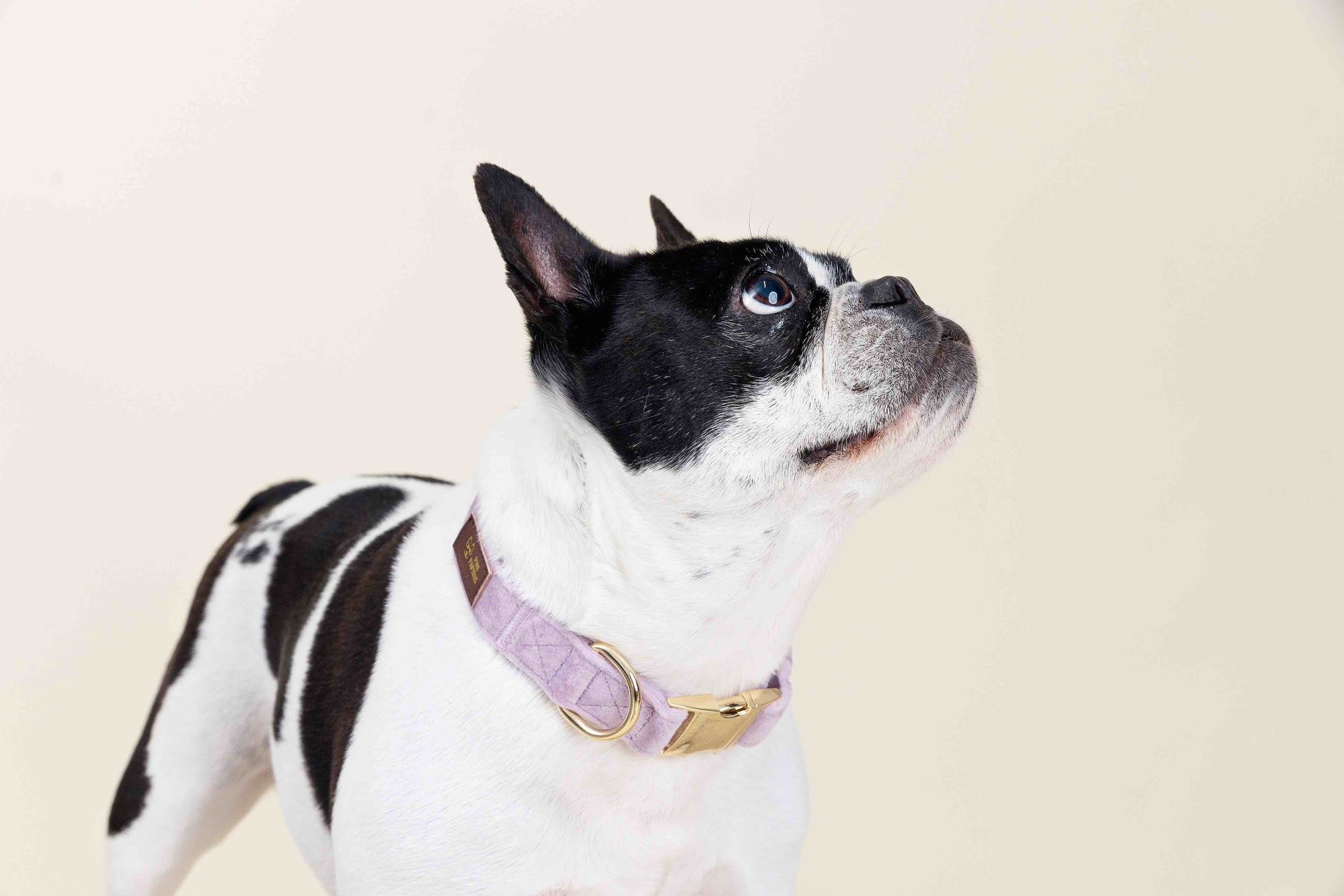 Billie Dog Collar