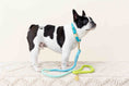 Load image into Gallery viewer, Hayden Dog Collar
