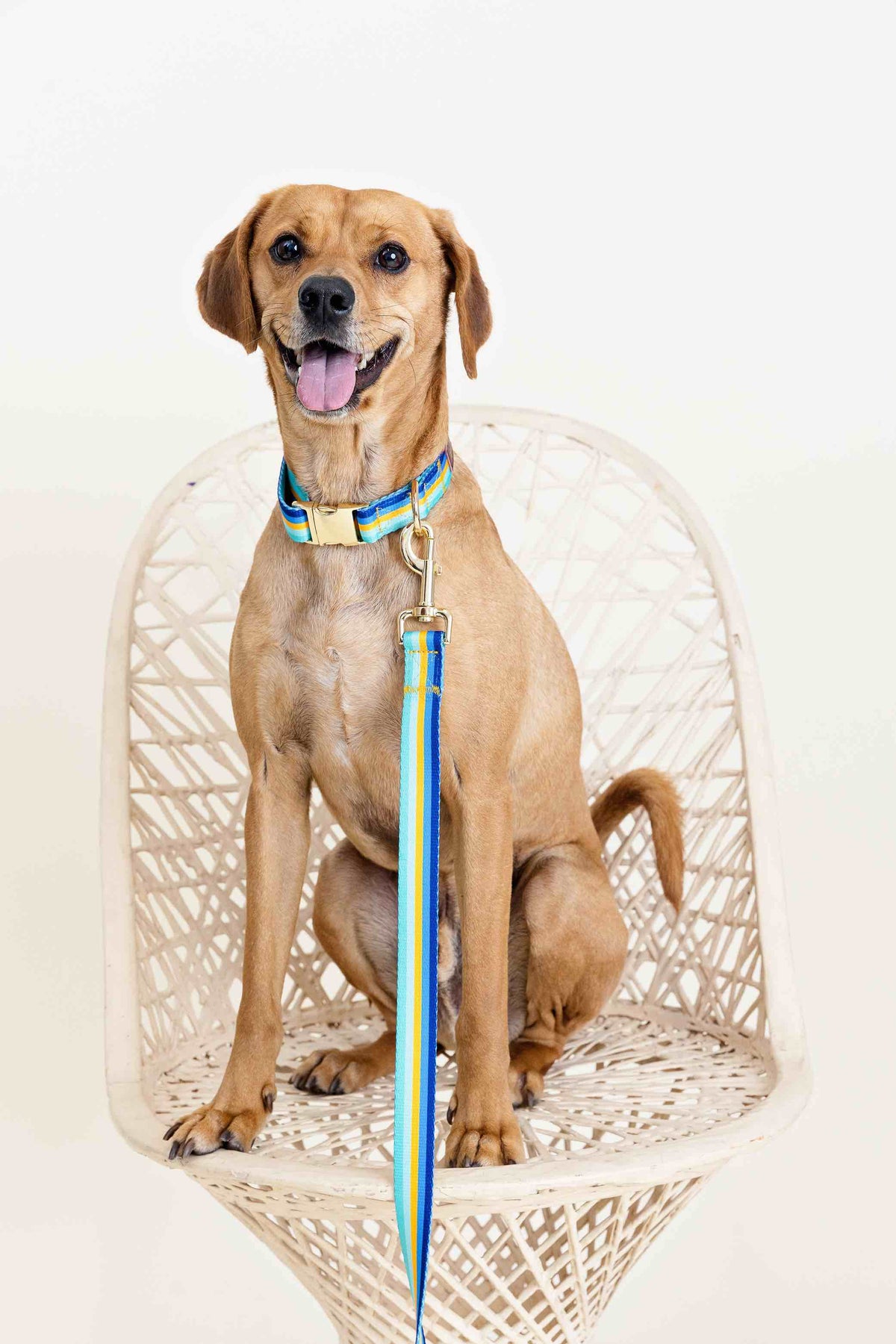 Milo Dog Collar