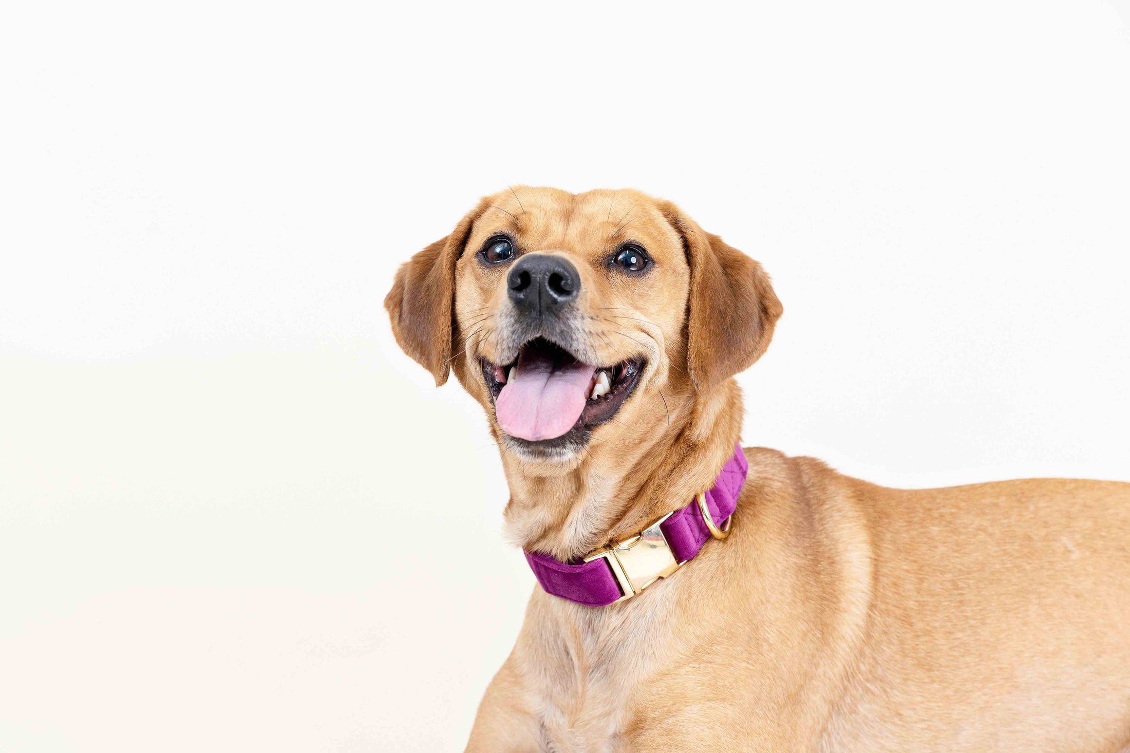 August Dog Collar