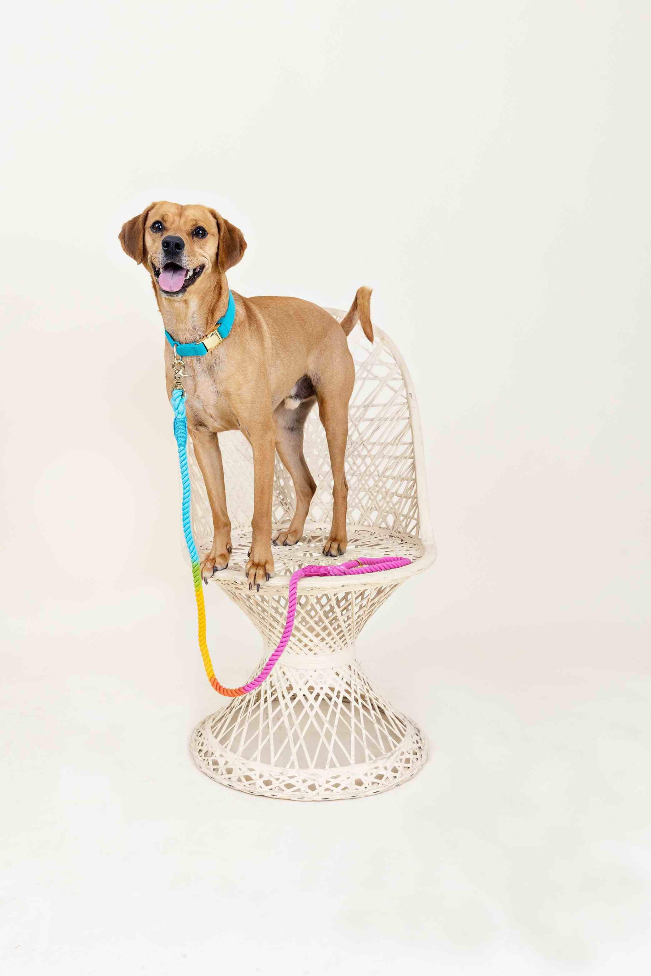 Marley Rope Dog Leash