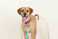 Load image into Gallery viewer, August Dog Collar
