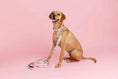 Load image into Gallery viewer, Emery Dog Collar
