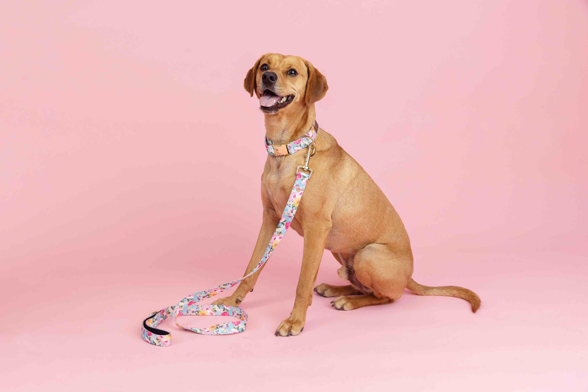 Emery Dog Collar