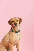Load image into Gallery viewer, Rue Dog Collar
