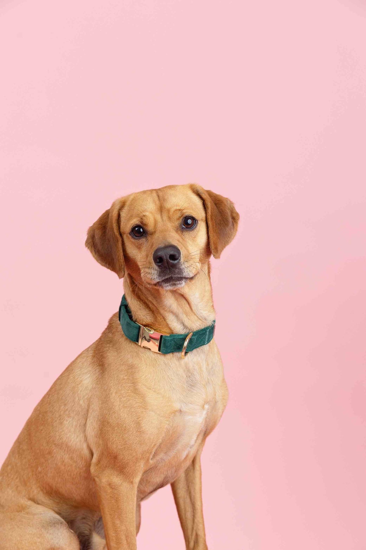 Rue Dog Collar