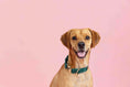Load image into Gallery viewer, Rue Dog Collar
