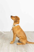 Load image into Gallery viewer, Isabella Dog Collar

