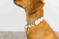 Load image into Gallery viewer, Isabella Dog Collar

