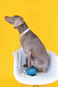 Load image into Gallery viewer, Hudson Waste Bag Holder & Treat Pouch
