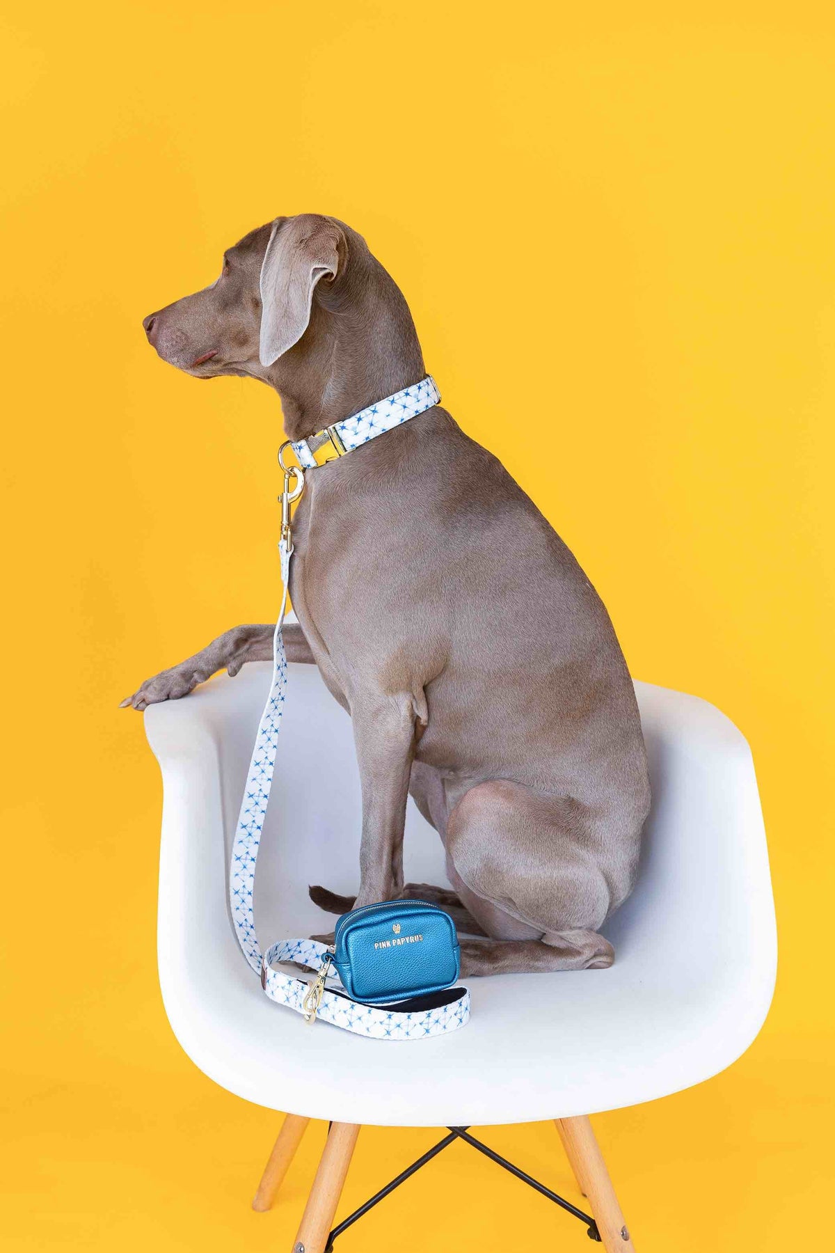 Drew Dog Collar