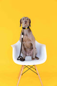Load image into Gallery viewer, Ryan Dog Collar
