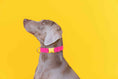 Load image into Gallery viewer, Antoinette Dog Collar
