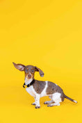 Load image into Gallery viewer, Ryan Dog Collar
