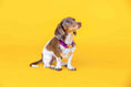Load image into Gallery viewer, August Dog Collar
