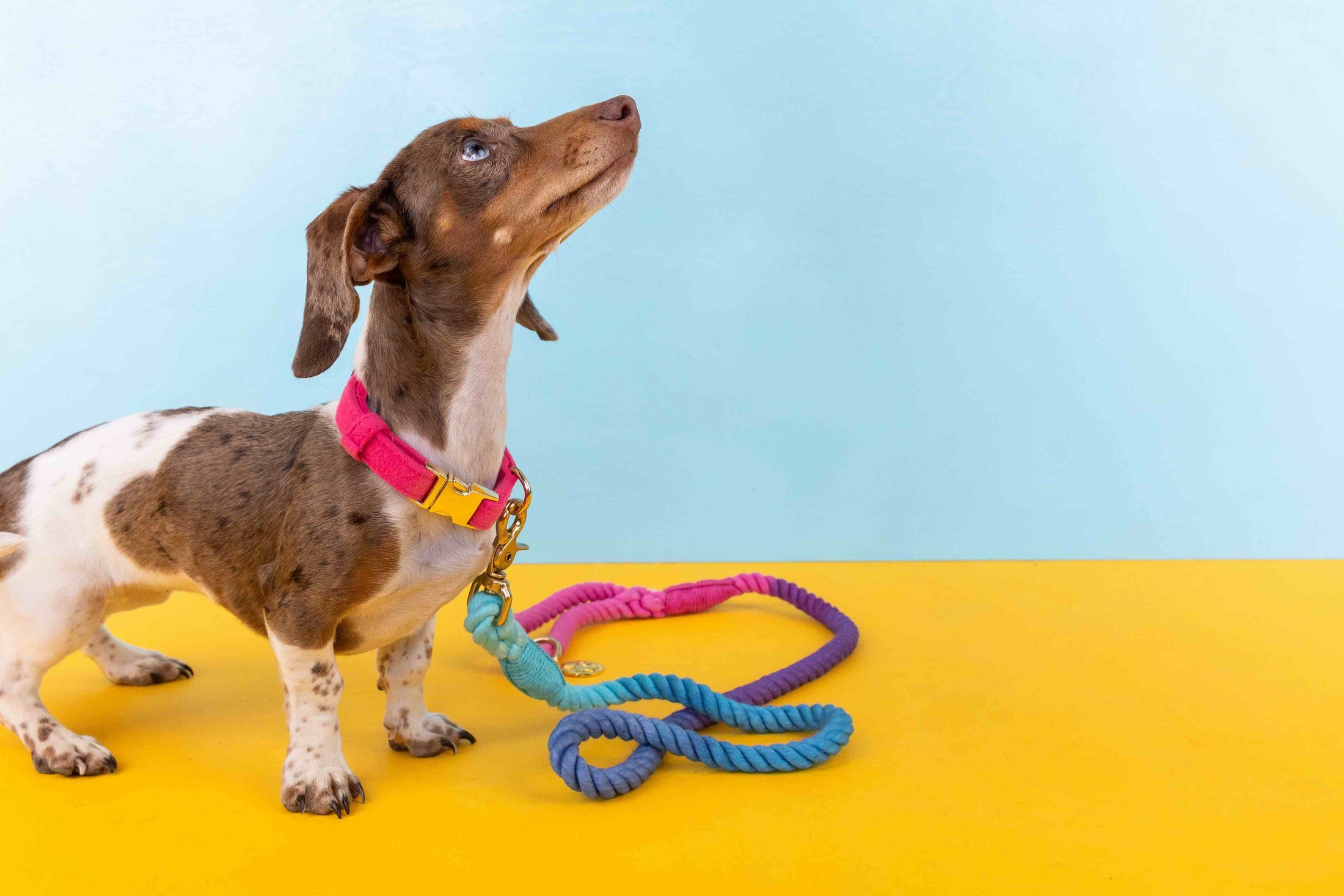 Antoinette Dog Collar