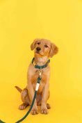 Load image into Gallery viewer, Sam Rope Dog Leash
