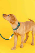 Load image into Gallery viewer, Rue Dog Collar
