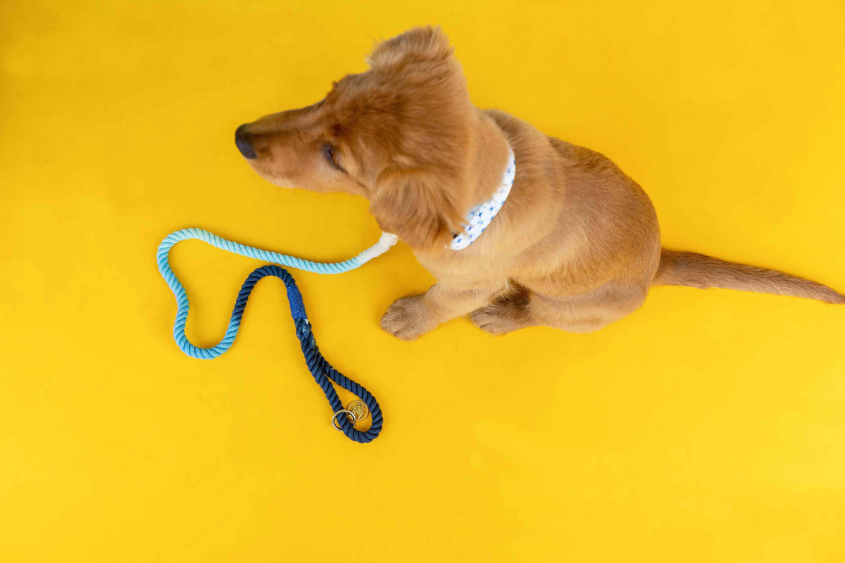 Kennedy Rope Dog Leash