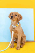 Load image into Gallery viewer, Drew Dog Collar
