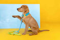 Load image into Gallery viewer, Hayden Dog Collar
