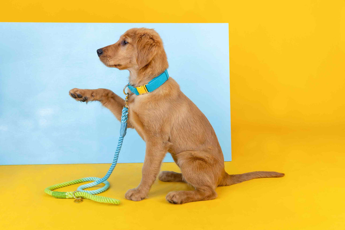 Hayden Dog Collar
