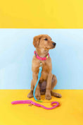 Load image into Gallery viewer, Marley Rope Dog Leash
