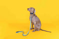 Load image into Gallery viewer, Channing Dog Collar

